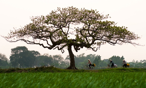 Hương vị quê xưa